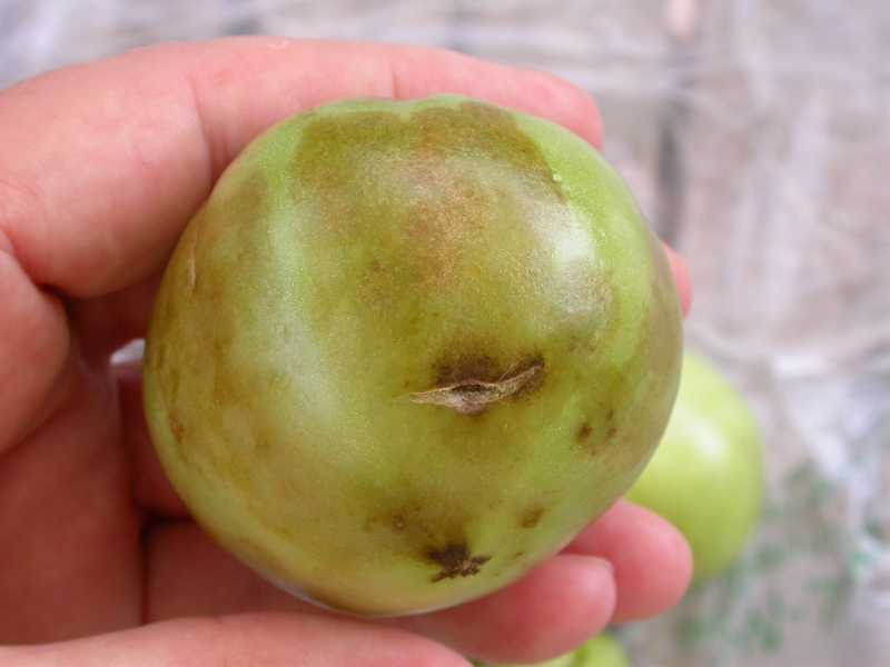 Viruses of Tomato and Pepper